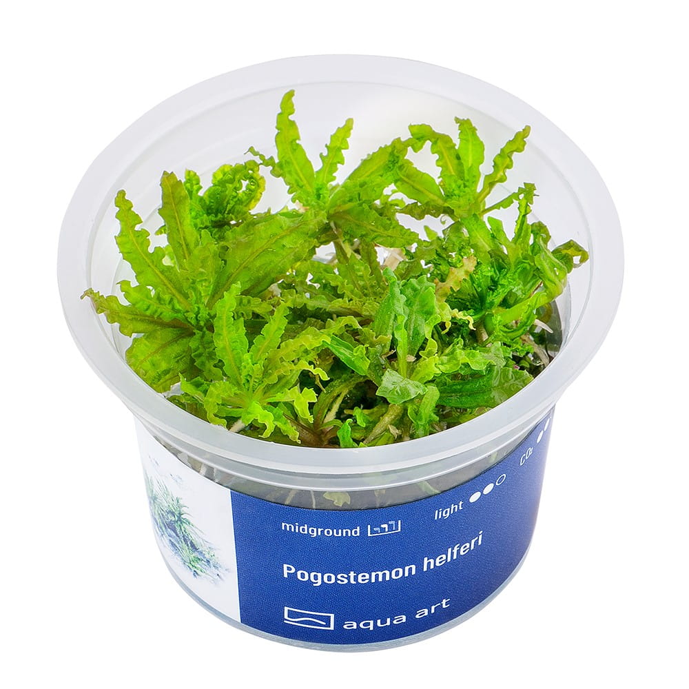 Pogostemon helferi in vitro kubek 6cm Aqua Art.jpg